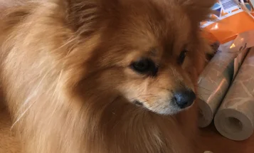 Pomeranian