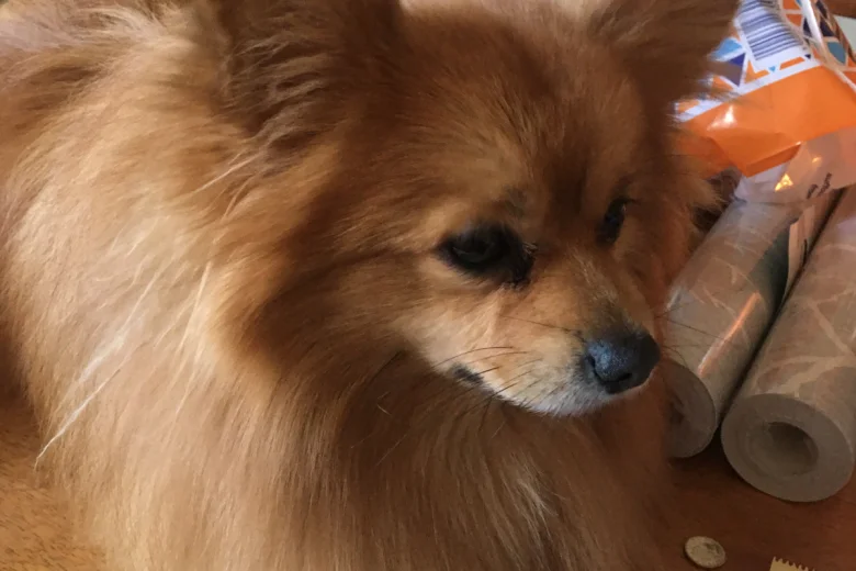 Pomeranian