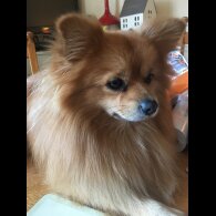 Pomeranian