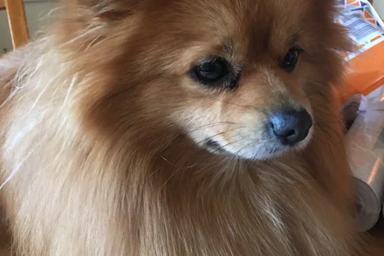 Pomeranian