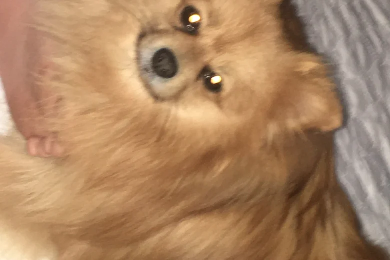 Pomeranian