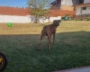 Rhodesian Ridgeback