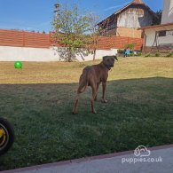 Rhodesian Ridgeback