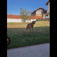 Rhodesian Ridgeback