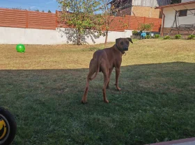 Rhodesian Ridgeback