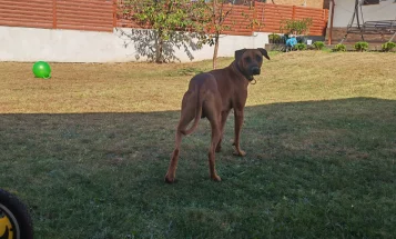 Rhodesian Ridgeback