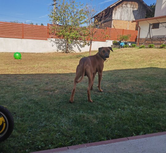 Rhodesian Ridgeback