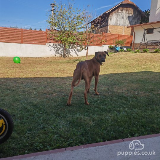 Rhodesian Ridgeback