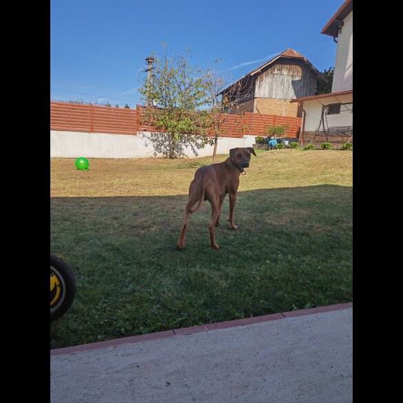 Rhodesian Ridgeback