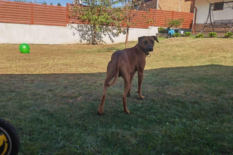 Rhodesian Ridgeback
