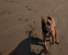 Rhodesian Ridgeback