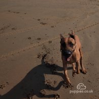 Rhodesian Ridgeback