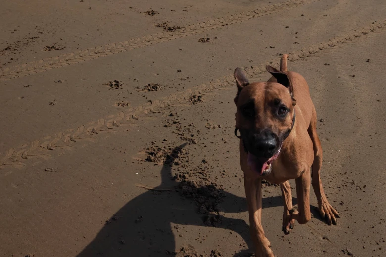 Rhodesian Ridgeback