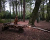 Rhodesian Ridgeback