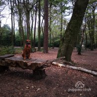 Rhodesian Ridgeback