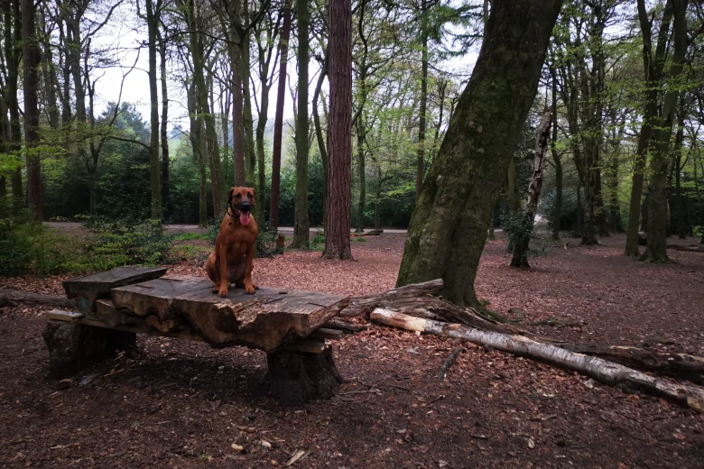 Rhodesian Ridgeback