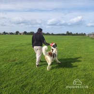 St Bernard