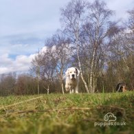 St Bernard