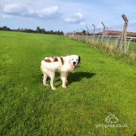 St Bernard