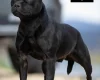 Staffordshire Bull Terrier