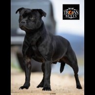 Staffordshire Bull Terrier