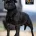 Staffordshire Bull Terrier