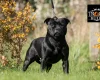 Staffordshire Bull Terrier