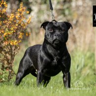 Staffordshire Bull Terrier