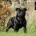 Staffordshire Bull Terrier