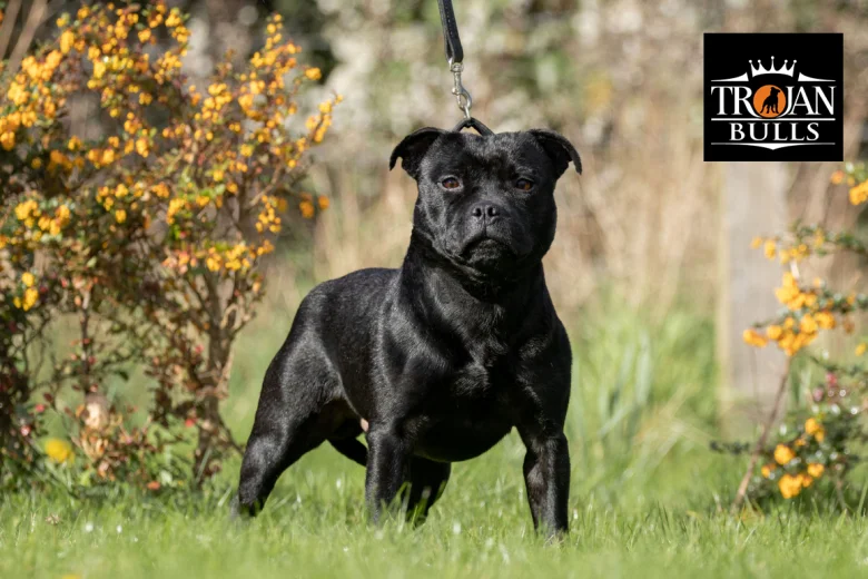 Staffordshire Bull Terrier