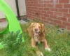 Cocker Spaniel (Show)