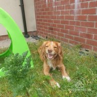 Cocker Spaniel (Working & Show)