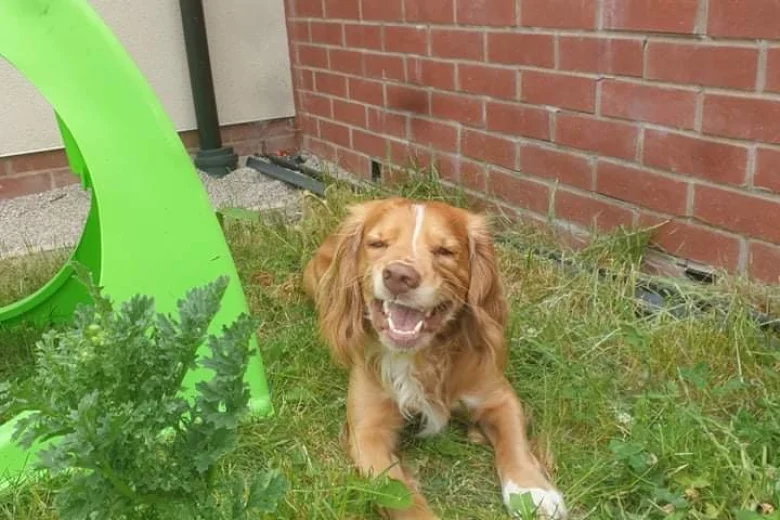 Cocker Spaniel (Show)