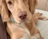 Cocker Spaniel (Show)