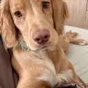 Cocker Spaniel (Show)