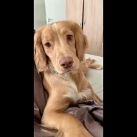 Cocker Spaniel (Working &amp; Show)