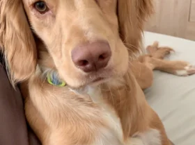 Cocker Spaniel (Show)