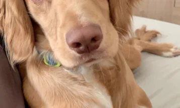 Cocker Spaniel (Show)