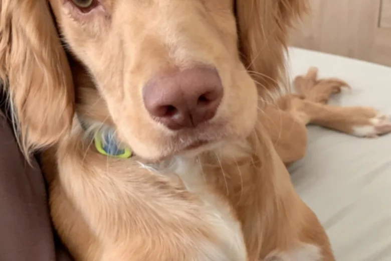 Cocker Spaniel (Show)
