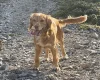 Cocker Spaniel (Show)