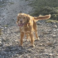 Cocker Spaniel (Working & Show)