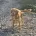Cocker Spaniel (Show)