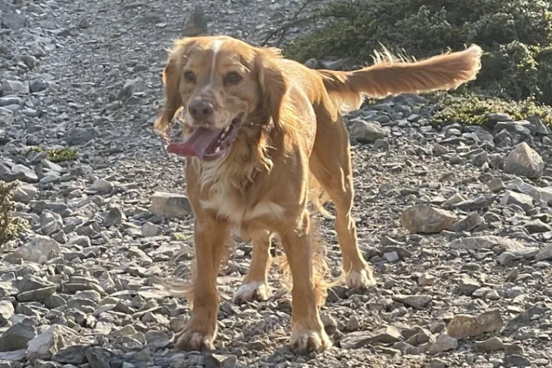 Cocker Spaniel (Show)