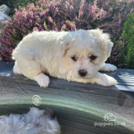 Bichon Frise - Both