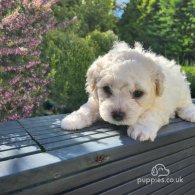 Bichon Frise - Both