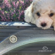 Bichon Frise - Both