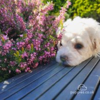 Bichon Frise - Both