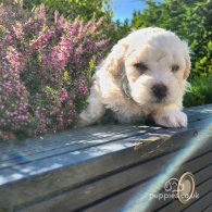 Bichon Frise - Both