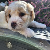 Bichon Frise - Both