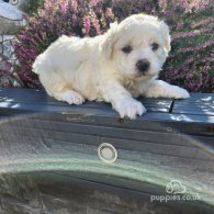 Bichon Frise - Both